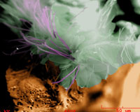 Mold on rotted wood, colorized.