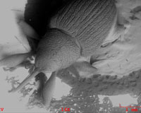 Unidentified bug. No gold sputtering was used.