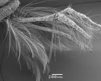 Mosquito's feelers.