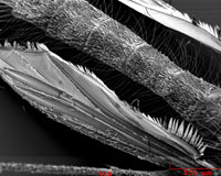 Mosquito's wing.