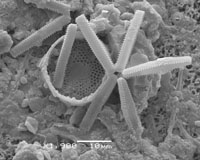 Thalassionema nitzschioides