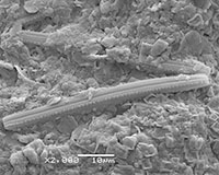 Thalassionema nitzschioides. These diatoms attach to each other either in a star or zig zag shape