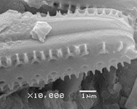 Thalassionema nitzschioides. Close up of the tip. Look closely and you will see it is attached next to another one.
